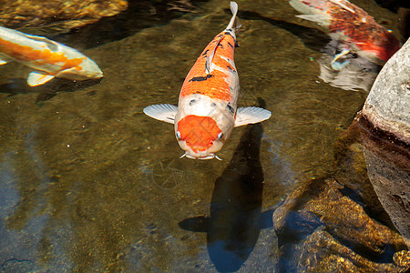 科伊鱼鲤鱼三色池塘锦鲤池花园图片