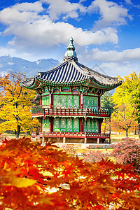 韩国秋天的庆博京贡宫树干花园叶子公园丛林阳光植物森林风景橙子图片