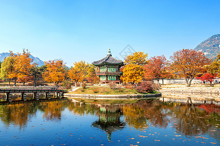 韩国秋天的庆博京贡宫热带木头阳光山毛榉橙子叶子植物公园风景丛林图片