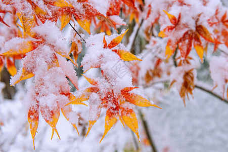 南韩雪地覆盖红瀑布童话公园场景美丽灾难季节意外橡木淋浴车道背景图片