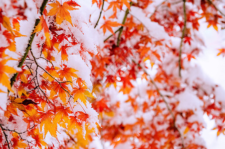 南韩雪地覆盖红瀑布灾害苦恼雪花降雪公园童话季节叶子美丽果园背景图片