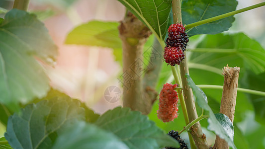 成熟木浆果水果绿色食物藤蔓浆果叶子收成美食营养季节红色图片