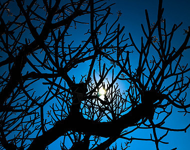 树太阳成长月亮背景图片