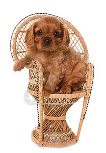 小狗骑兵王查尔斯动物椅子骑士工作室宠物棕色背景图片