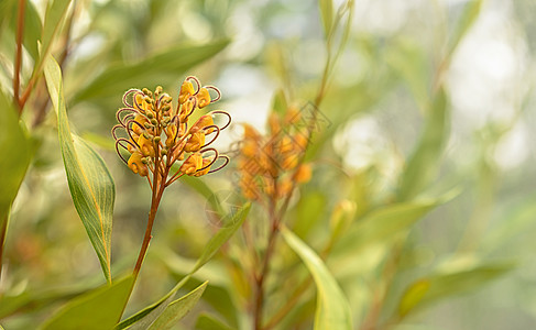 澳大利亚的Grevilla 橙色果酱植物图片