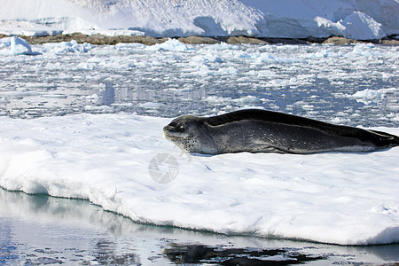 落于浮冰上的豹海豹冻结哺乳动物旅行环境天蓝色危险冒险海豹蓝色猎人图片