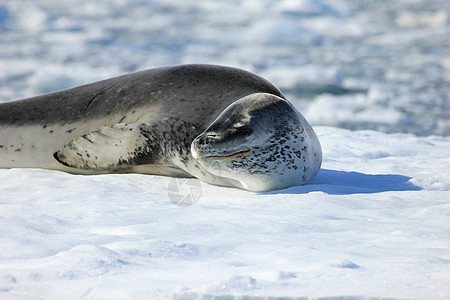 落于浮冰上的豹海豹蓝色天空海洋猎人环境旅行力量动物危险食肉图片