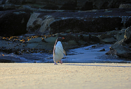 福克兰群岛 企鹅岛企鹅群成人幼鸟岛屿羽毛红眼睛野外动物脖子岩石动物图片