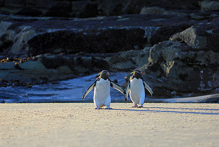 福克兰群岛 企鹅岛岛屿脖子野生动物地形岩石企鹅幼鸟企鹅群跳岩成人图片