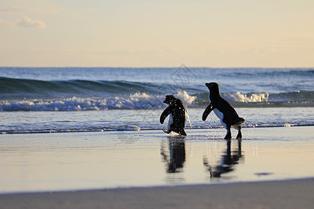 福克兰群岛 企鹅岛幼鸟野外动物成人跳岩蓝色野生动物企鹅群殖民地地形鸟类图片