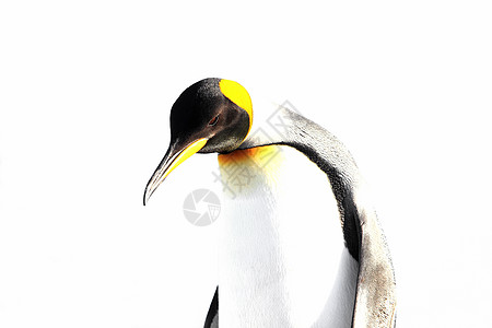 金企鹅与世隔绝 白背景燕尾动物皇帝岛屿蓝色冻结剪影荒野朋友生活图片