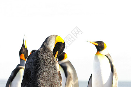 金企鹅与世隔绝 白背景蓝色朋友企鹅野生动物志愿者荒野皇帝动物燕尾冰山图片