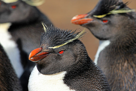 福克兰群岛 企鹅岛海洋红眼睛动物岩石地形羽毛跳岩企鹅岛屿鸟类图片