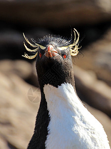 福克兰群岛 企鹅岛岛屿料斗成虫红眼睛脖子野生动物动物野外动物幼鸟成人图片