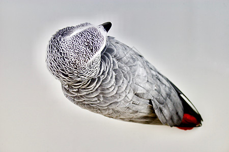 非洲灰鹦鹉宠物朋友动物鹦鹉背景图片