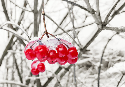 雪中红莓的维本树枝花园浆果蓝色森林天空植物磨砂水果季节植物学图片