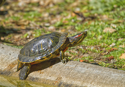 红色滑滑板海龟和太阳宠物剧本宏观池塘动物荒野乌龟两栖白色野生动物背景图片