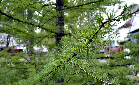 幼年的火炬枝 在初春树叶枝条松树绿色棕色叶子植物木头植物群森林图片