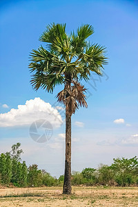 棕榈树糖环境生态木头树干食物天空生活季节植物群热带图片