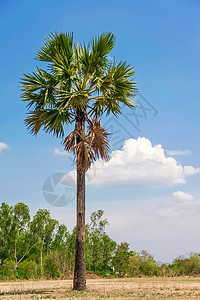 棕榈树糖树干生活环境季节天空花园生态热带植物食物图片