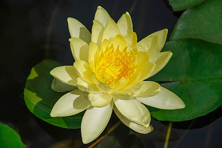 黄黄莲荷花季节花园花瓣植物宏观池塘热带百合紫色图片