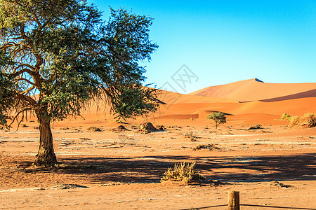 纳米布沙漠的沙丘孤独曲线吸引力荒野全景旅游冒险地方地区寂寞图片