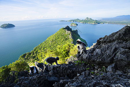 普拉丘普湾岛屿眼镜太阳异国支撑叶子天空蓝色海景旅行图片素材