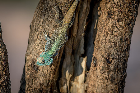 南方的树上长着一棵树荒野爬行动物动物群地面野生动物生态蜥蜴蓝头生物变色龙图片