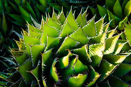 Aloe Vera沙漠带戏剧性脊柱植物图片