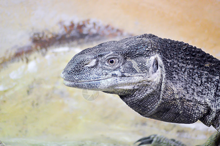 一个Iguana 头的特写图片