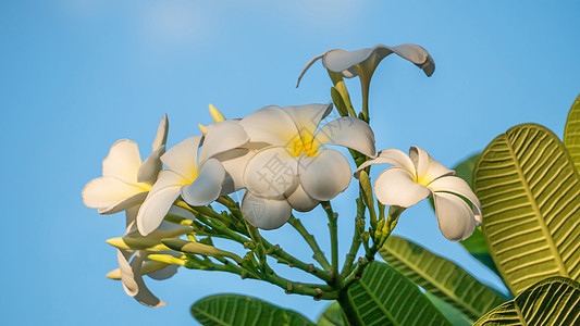白花花团体植物蓝色白色花瓣叶子花园热带鸡蛋花黄色图片