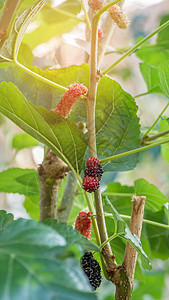 成熟木浆果水果藤蔓浆果院子植物季节叶子营养黑色收成美食图片