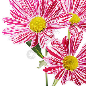 白色背景的花朵粉红菊花植物群植物花园紫色雏菊叶子翠菊植物学花束花瓣图片