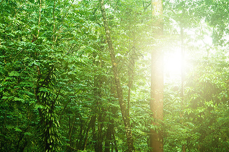 美丽的热带雨林森林季节生态雨林阳光阴影树干热带植物树木图片