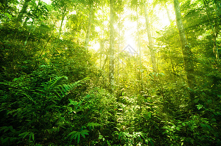 奇妙热带雨林热带荒野环境植物公园叶子雨林射线太阳丛林图片
