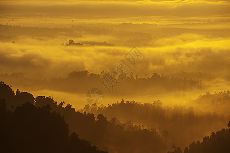 雾中的山脉植物太阳树木木头森林阴影场景丛林薄雾顶峰图片