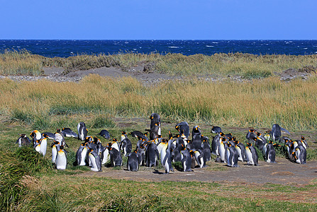 在智利巴塔哥尼亚野外生活的金企鹅公园野生动物科学企鹅团体动物殖民地天空荒野家庭图片