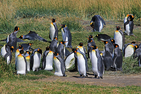 在智利巴塔哥尼亚野外生活的金企鹅旅行团体动物岛屿天空科学车站公园野生动物殖民地图片