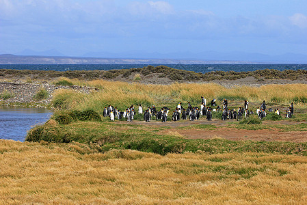 在智利巴塔哥尼亚野外生活的金企鹅蓝色天空企鹅团体岛屿殖民地家庭科学公园野生动物图片