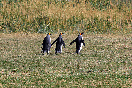 在智利巴塔哥尼亚野外生活的金企鹅动物野生动物蓝色殖民地岛屿团体企鹅荒野家庭车站图片