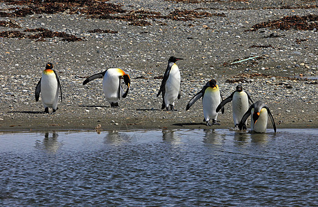 在智利巴塔哥尼亚野外生活的金企鹅殖民地公园企鹅荒野旅行动物家庭科学野生动物岛屿图片