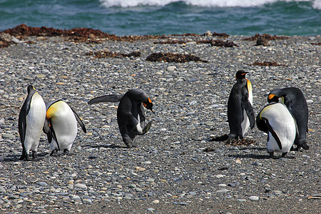 在智利巴塔哥尼亚野外生活的金企鹅殖民地蓝色野生动物科学荒野岛屿车站家庭动物企鹅图片