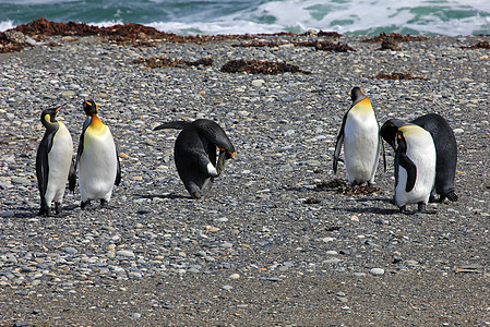 在智利巴塔哥尼亚野外生活的金企鹅天空殖民地公园动物科学车站团体企鹅旅行岛屿图片