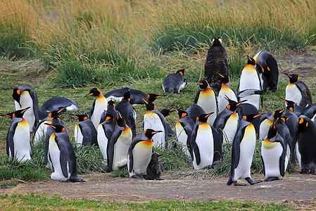 在智利巴塔哥尼亚野外生活的金企鹅公园动物旅行科学蓝色野生动物企鹅家庭岛屿团体图片