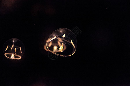 三个水母小型雨伞水母 叫做水族馆海蜇海洋盐水触手芡实背景