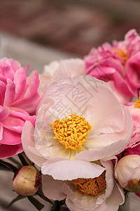 白花和粉红小马花白牡丹牡丹牡丹花粉色花园粉红色浪漫花束背景图片