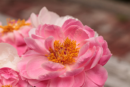 白花和粉红小马花牡丹浪漫白牡丹粉红色花束粉色花园牡丹花图片