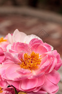 白花和粉红小马花花束浪漫白牡丹牡丹花园粉红色粉色牡丹花图片