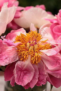 白花和粉红小马花粉色浪漫牡丹花束粉红色花园牡丹花白牡丹背景图片