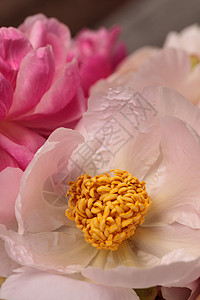 白花和粉红小马花浪漫粉色粉红色花束花园牡丹牡丹花白牡丹背景图片